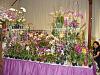 Central FL Orchid Show-chids-009-640x480-jpg