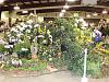 Central FL Orchid Show-chids-015-640x480-jpg