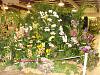 Central FL Orchid Show-chids-017-640x480-jpg