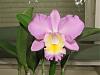 Orchids with a strong scent-picture-030-jpg