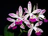 Build The Ultimate Orchid Collection-lc-tropical-pointer-cheetah-5-23-04-04-jpg