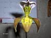 paph insigne-paph-insigne-4-11-09-004-jpg