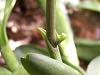 Sth weird on Epidendrum ballerina...-pict0448-jpg