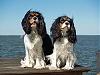 Photo of Mozart-250px-king_charles_spaniels_on_great_south_bay_long_island-jpg