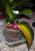 Weird growing spike on Phal.*Update*-img_2562-jpg