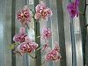 Build The Ultimate Orchid Collection-lee-jpg