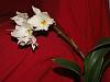 NoID Cattleya in bloom :)-pict0534-jpg