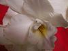 NoID Cattleya in bloom :)-pict0527-jpg