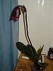My first Paph blooming-dsc03850-jpg