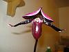 My first Paph blooming-dsc03853-jpg