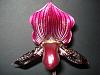 My first Paph blooming-dsc03879-jpg
