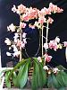 S'more Phals in bloom....-2009_05010006-jpg