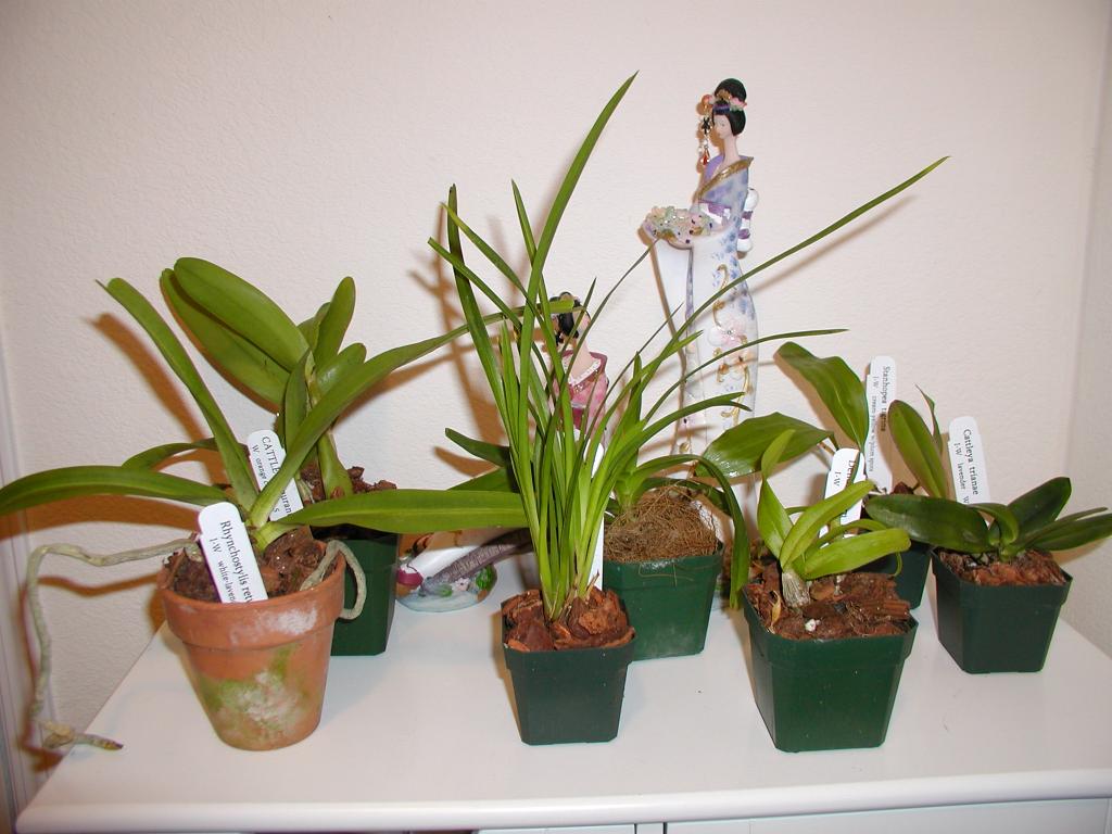 My New Seedlings From Oak Hill Gardens Orchid Board Most