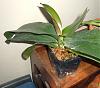 Moss Experiment Goes Haywire--Help-otherphal-jpg