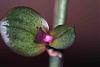 New growth on Phalaenopsis-img_0009-jpg