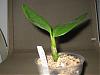 Dendrobium Pot Size-den-1-jpg