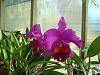 New to orchids! --&gt;-blc-mem-crispin-rosales-carmela-jpg