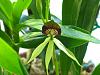 What is Encyclia 'Green Hornet' anyway?-img_3260-jpg