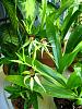 What is Encyclia 'Green Hornet' anyway?-img_3278-jpg