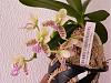sedirea japonica x Doritis ( Nagorankouhai)-p1030738-custom-jpg