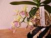 sedirea japonica x Doritis ( Nagorankouhai)-p1030745-custom-jpg
