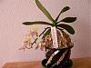 sedirea japonica x Doritis ( Nagorankouhai)-p1030748-custom-jpg