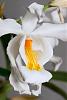 Orchids with a strong scent-img_21569-jpg