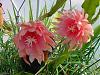 Another Epiphyllum &amp; a couple of other cacti-royal-heir-jpg