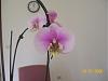 phal.with possible dieing branch, please help!-orchid-jpg