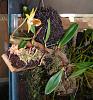 Orchids that do well in terrariums.-epigeneium-jpg