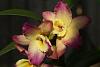 First Pollination Experiment &amp; Question-dendrobium-oriental-smile-fantasy-ad-aos-1-jpg