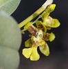 First Pollination Experiment &amp; Question-oncidium-harrisonianum-jpg