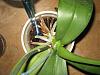 Pruning an Orchid-img_0109-jpg