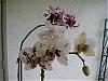 Harlequin Phalaenopsis-phal-ihsin-dalmattion1-jpg