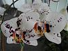 Harlequin Phalaenopsis-phal-ihsin-dalmattion-jpg