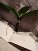 What I've Learned &amp; a Project Plant-dsc01147-jpg