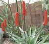 Late Posting - some cacti and succulents on 3-4-09-aloe-africanus-plant-jpg