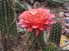 Late Posting - some cacti and succulents on 3-4-09-noid-cactus-jpg
