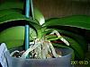 what is this thing on my phalaenopsis?-tai-pei-gold-cassandra-2-spike-basal-kieki-05-23-2007-reduced-outlined-jpg