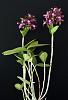 Cattleya leopoldii-cleopoldiipl_ob-jpg
