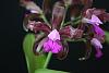 Cattleya leopoldii-cleopoldiicu_ob-jpg
