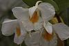 Dendrobium formosum-img_0993-jpg