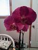 How to tell what type of Orchid I have and how to care for it-orchid-2-jpg