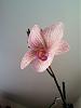 How to tell what type of Orchid I have and how to care for it-orchid-3-jpg