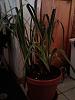 How to tell what type of Orchid I have and how to care for it-orchid-1-jpg