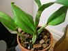 pseduo bulbs shrinking/withering - advice-dimpled-leaves-jpg