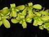 Dendrobium Burana Green-ob100-0038_img-medium-jpg