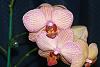 Identification questions on a Phalaenopsis and Cattleya-img_7089-rs-jpg