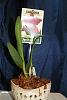 Identification questions on a Phalaenopsis and Cattleya-img_7096-rs-jpg