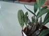 Dendrobium aggregatum leaf problems-p7170002-640x480-jpg